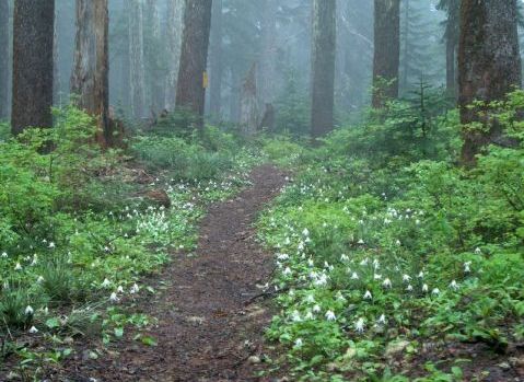 Fawn lilies north of Lolo Pass